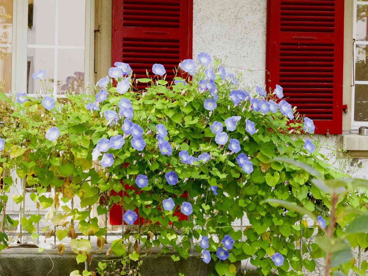 درست کردن یک فضای رویایی و دنج در تراس با کاشت این ۸ گیاه