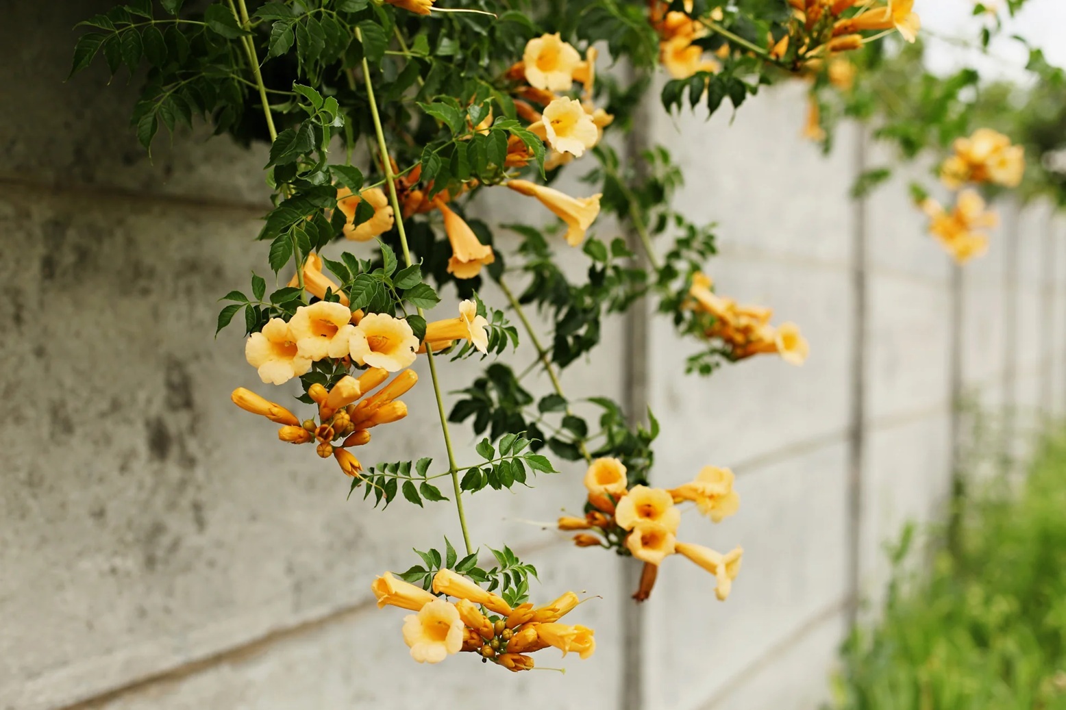 درست کردن یک فضای رویایی و دنج در تراس با کاشت این ۸ گیاه