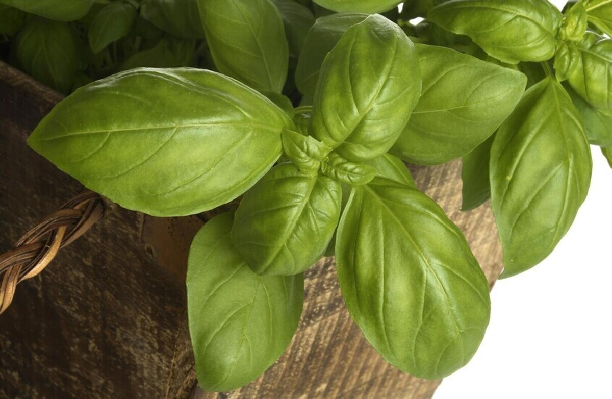 یک گیاه معطر ممکن است کلید کند کردن روند پیری مغز باشد
