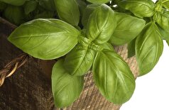 یک گیاه معطر ممکن است کلید کند کردن روند پیری مغز باشد