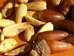 مزایای مصرف بلوط برای سلامتی بدن