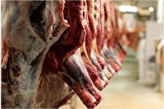 جزئیات توزیع گوشت وارداتی جدید+قیمت اعلام شده