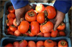 در این فصل دوست داشتنی از خوردن میوه معروف و محبوب آن غافل نشوید!