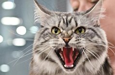 گربه‌های مقدس و شیطانی!