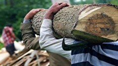 شناسایی ۳۰ باند سازمان یافته قاچاق چوب در مازندران