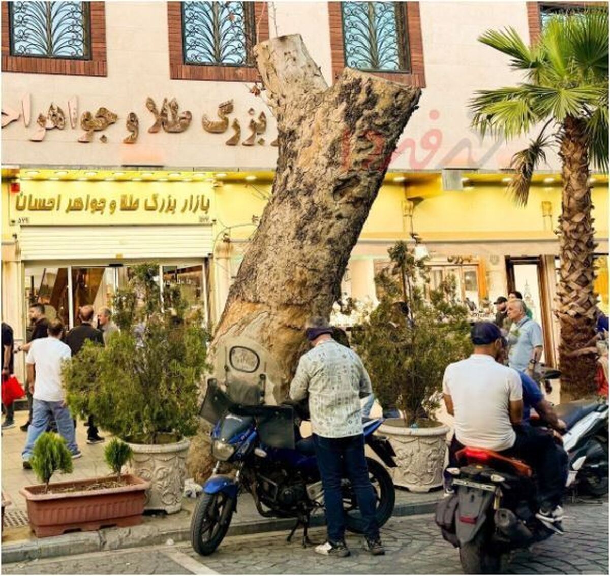 دلایل قطع شدن درخت کهنسال خیابان ۱۵ خرداد اعلام شد