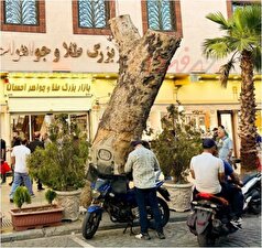 دلایل قطع شدن درخت کهنسال خیابان ۱۵ خرداد اعلام شد