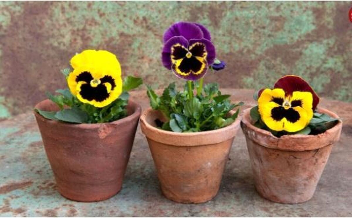 ۱۰ گیاه زیبای «پاییزی» که به باغچه تان رنگ و بو می‌بخشد