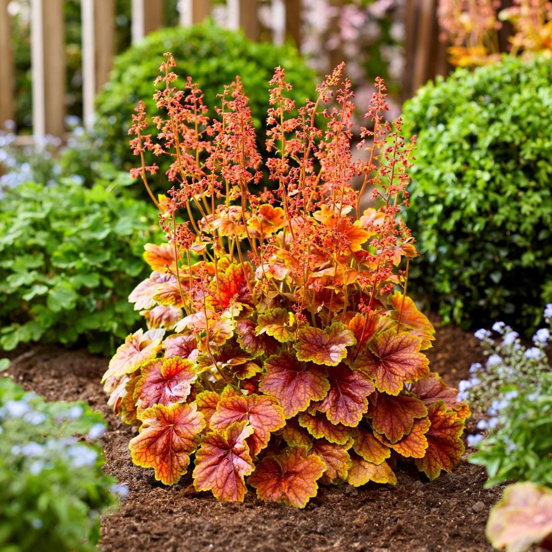 ۱۰ گیاه زیبای «پاییزی» که به باغچه تان رنگ و بو میبخشد ۱۰ گیاه زیبای «پاییزی» که به باغچه تان رنگ و بو میبخشد