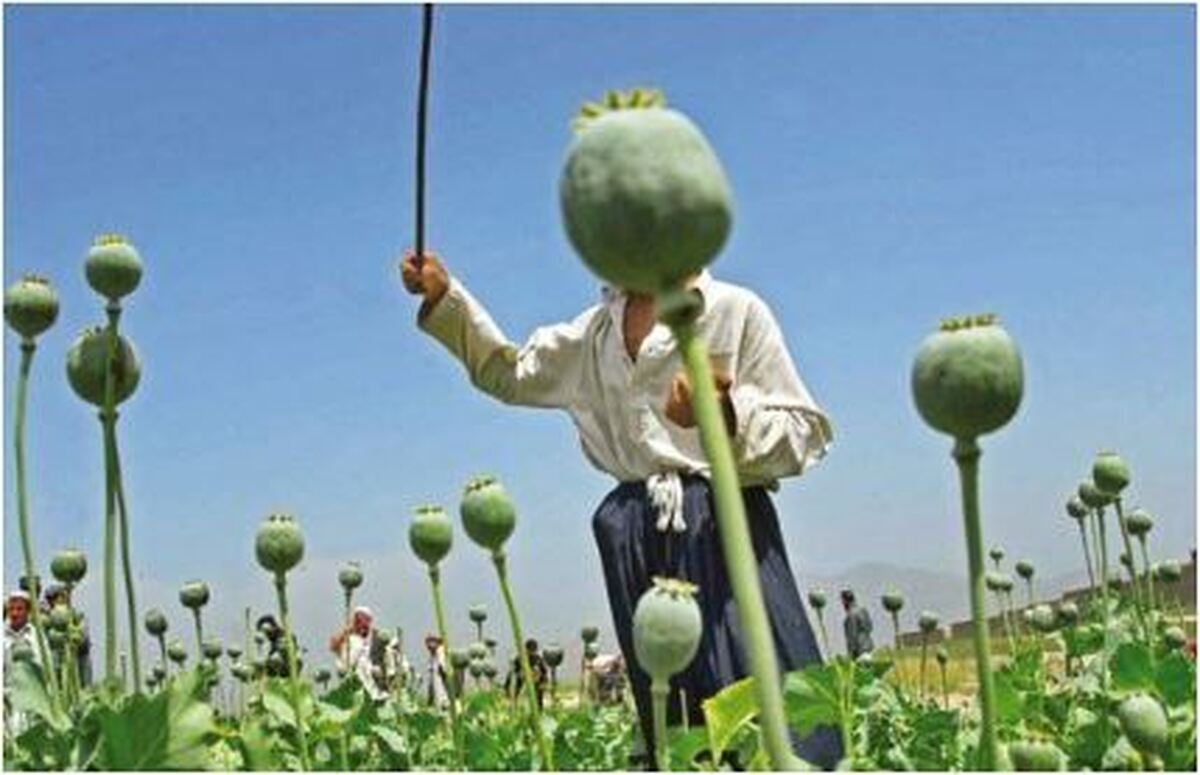 انتظار‌ها برای صادر شدن مجوز کشت خشخاش حالا حالا‌ها ادامه دارد!