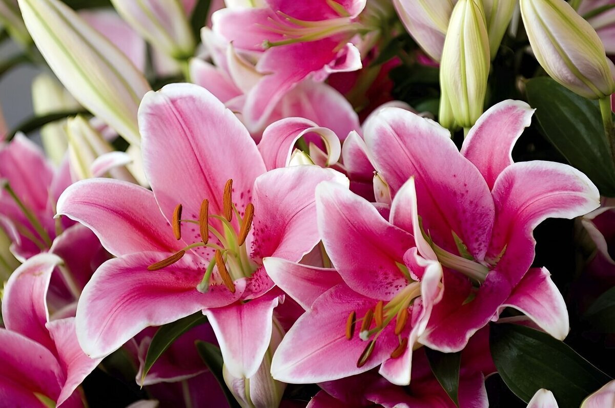 نکات مراقبتی برای پرورش و نگهداری گل سوسن در خانه و باغچه