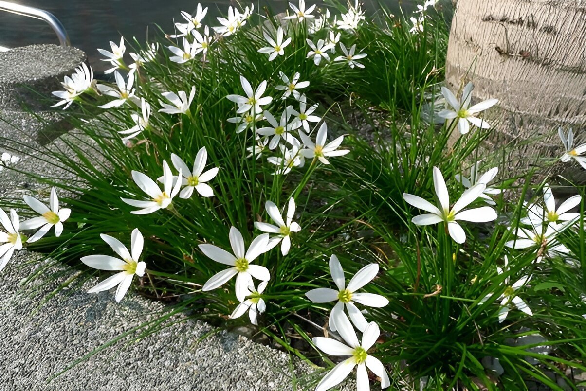 نکات مراقبتی برای پرورش و نگهداری گل سوسن در خانه و باغچه نکات مراقبتی برای پرورش و نگهداری گل سوسن در خانه و باغچه