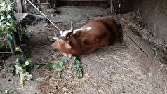 اقدامات پیشگیرانه دامپزشکی در پی تلفات چند راس دام در ساری