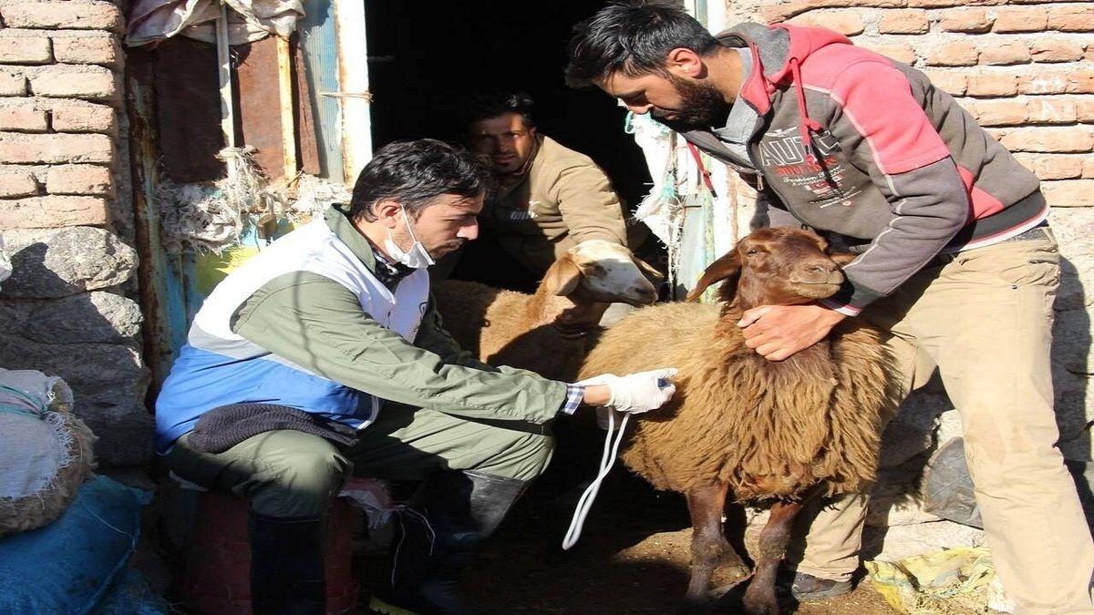 کنترل بیماری تب برفکی در اردبیل