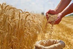 پرداخت کامل مطالبات گندمکاران مازندران در سال جاری