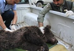 مصدومیت دو قلاده خرس قهوه‌ای در منطقه نشل شهرستان آمل بر اثر اصابت گلوله