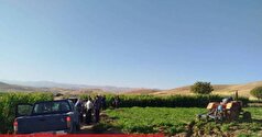 آبیاری ۱۰ هکتار سبزیجات در کرمانشاه با آب فاضلاب