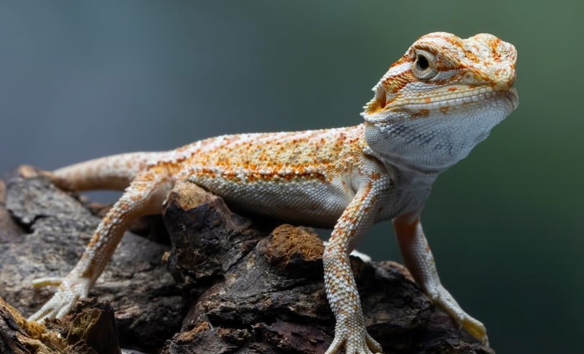 دندان‌تیغ ۲۴۲ میلیون سال پیش و خیلی پیش‌تر از سلطه دایناسور‌ها زندگی می‌کرد