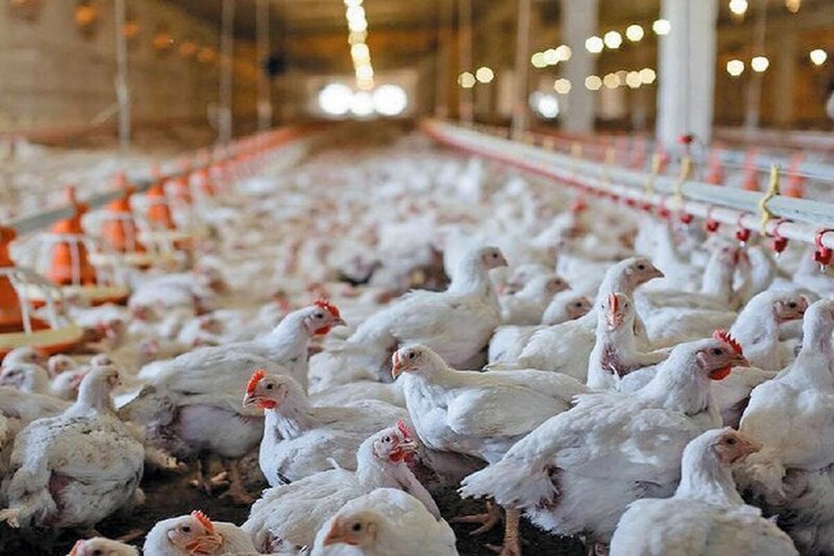 درخواست فوری تولیدکنندگان مرغ/ چک صیادی جایگزین ضمانت بانکی شود