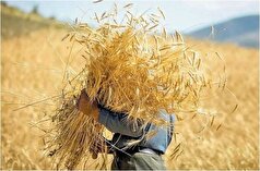 چند نکته مهم درمورد بیمه گندم کشاورزان