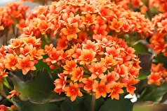 با رعایت این نکات مراقبی یک گل آپارتمانی کالانکوای همیشه شاداب و رنگارنگ داشته باشید