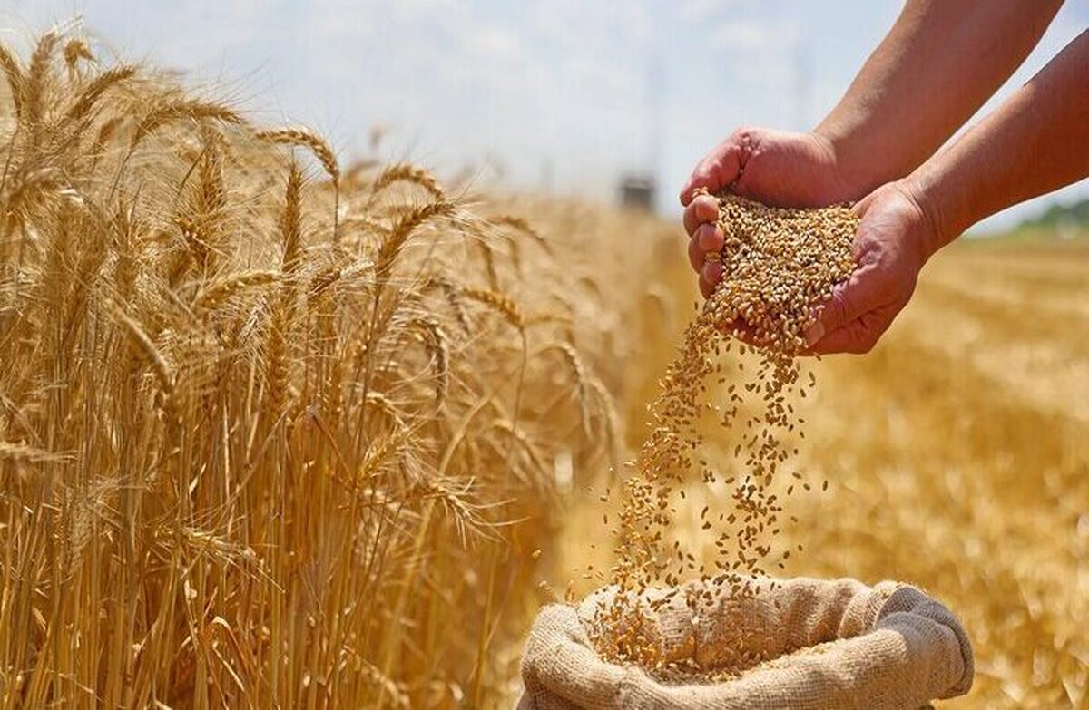 رشد بیشتر گندم درون این ژن نهفته است!
