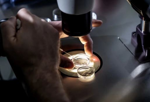 در روش لقاح مصنوعی چند درصد احتمال دختر دار شدن وجود دارد؟ در روش لقاح مصنوعی چند درصد احتمال دختر دار شدن وجود دارد؟