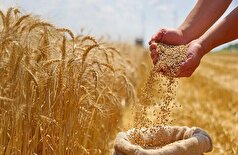 رشد بیشتر گندم درون این ژن نهفته است!