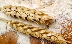 نرخ خرید تضمینی گندم دوروم اعلام شد
