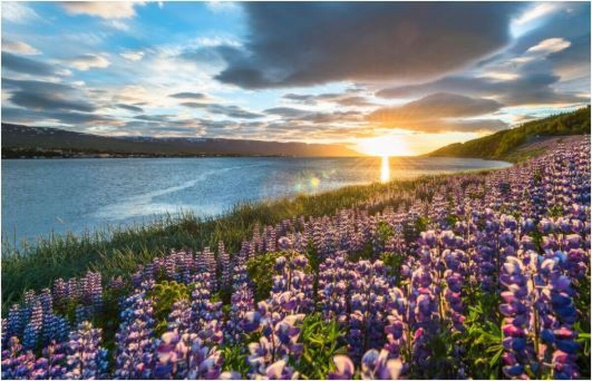 پشه‌ها تنها کشور بدون پشه را هم تصرف کردند!