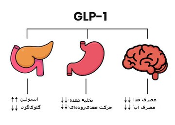 نگاهی به عملکرد دارو‌های GLP-۱ در افراد دیابتی و ارتباط آن با لاغری