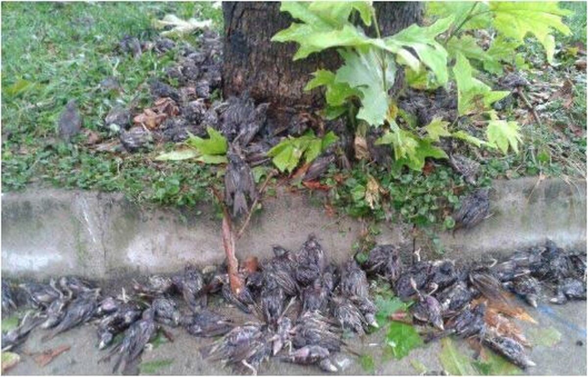 مرگ دسته‌جمعی گنجشک‌ها احتمالا به خاطر برق‌گرفتگی