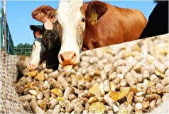 قیمت خوراک دام باعث گوشت خوار شدن گاو‌ها شد!