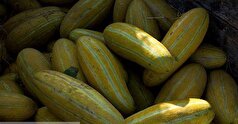 همه چیز درباره انواع خربزه و طبع آن