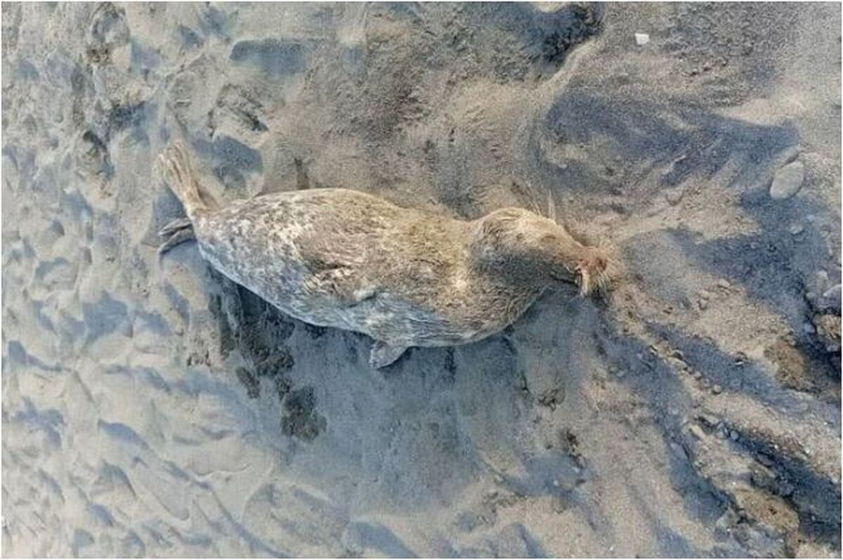 تلفات فک‌های خزری به طرز نگران کننده‌ای افزایش پیدا کرد