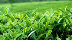 خرید بیش از ۹۰ هزار تن برگ سبز چای از چایکاران شمال