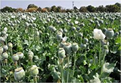 برای کشت‌های غیر قانونی خشخاش چه مجازاتی در نظر گرفته شده؟