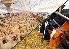موافقت مجلس با تحقیق و تفحص از عملکرد وزارت جهاد کشاورزی در واردات نهاده‌های دامی