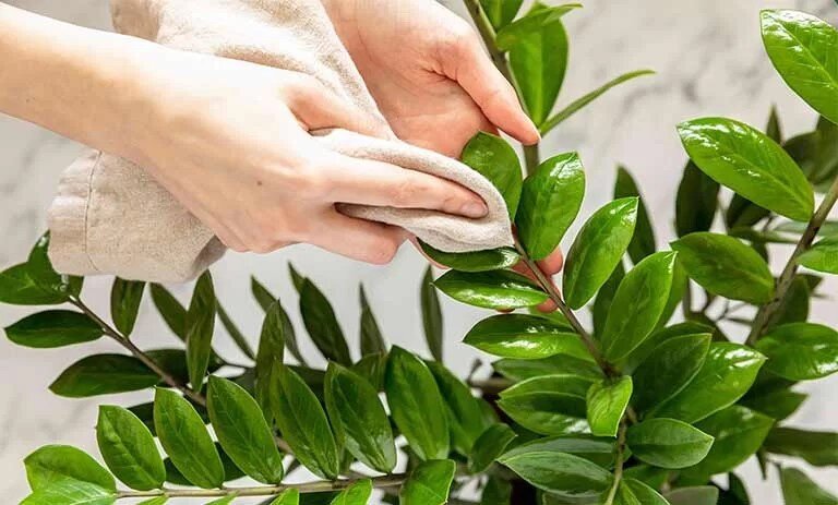 انواع روشهای تمیز کردن برگ گیاهان برای زیبایی و سلامت بیشتر! انواع روشهای تمیز کردن برگ گیاهان برای زیبایی و سلامت بیشتر!