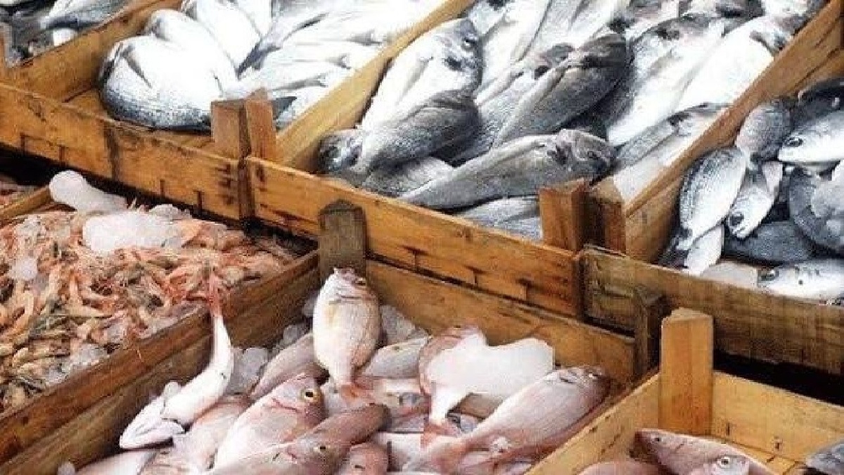 ۲۲۰۰ تن تولید سالانه ماهی؛ صید موفقیت در مزارع سردآبی بروجرد
