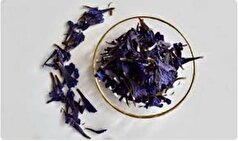 مصرف گل گاو زبان برای این افراد ممنوع است