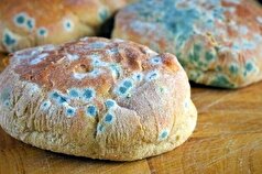 آشنایی بیشتر با انواع کپک/کدام نوع کپک خطرناک‌تر است؟