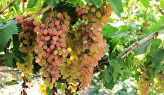رشد ۴۹ درصدی سطح باغات استان همدان