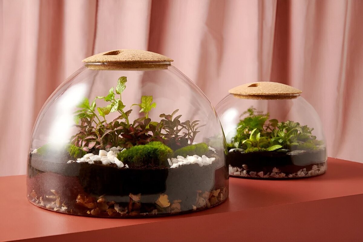 آشنایی با چالش‌ها، ترفند‌ها و گیاهان مناسب برای کاشت در تراریوم