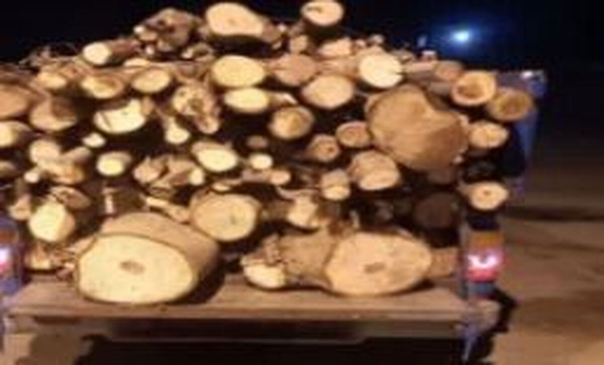 شناسایی عامل قاچاق چوب گردو در شهرستان نور