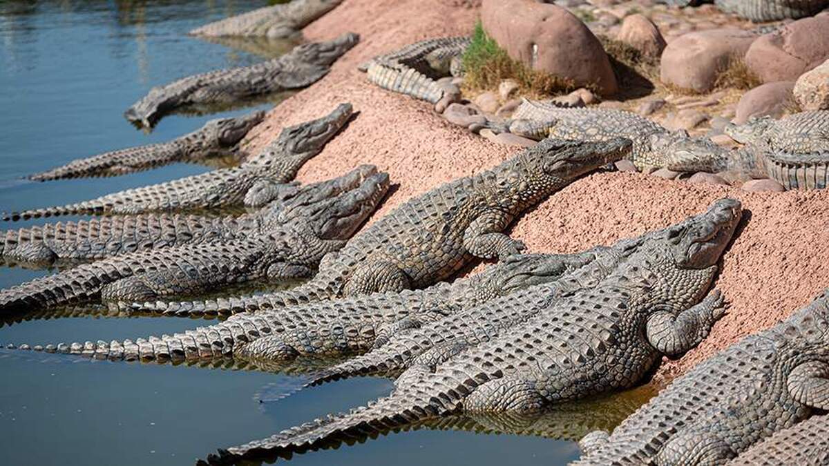 یک رودخانه پر از تمساح برای مسابقات المپیک ۲۰۳۲ تأیید شد.