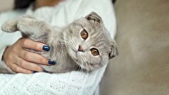 واکسنی برای آلرژی به گربه‌ها در حال آماده‌سازی برای آزمایش‌های انسانی است
