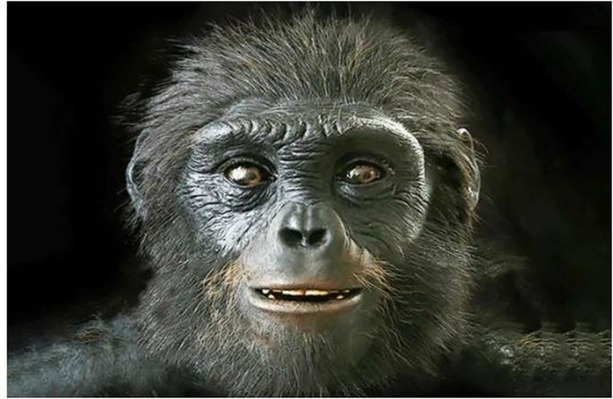 شباهت عجیب اجداد انسان‌ها به میمون‌های آفریقایی بحث برانگیز شد