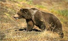 زخمی شدن یک کوهنورد با حمله خرس