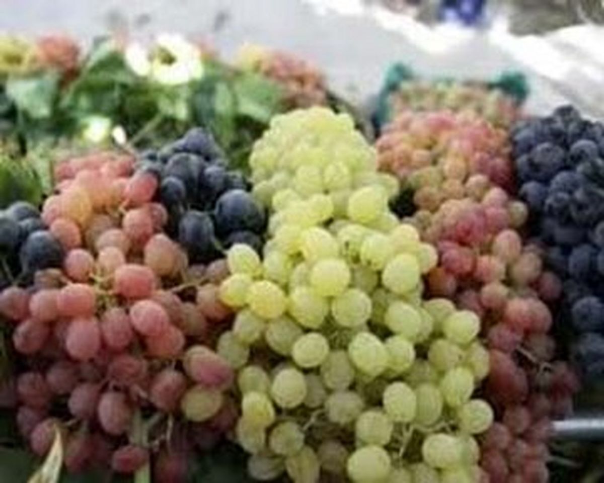 با خواص معجزه آسای انگور بیشتر آشنا شوید/بیخود نیست بهش میگن میوه بهشتی!